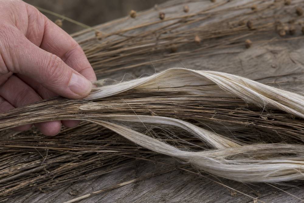 Dugrødede hørstængler, der åbner sig og viser de lyse bastfibre