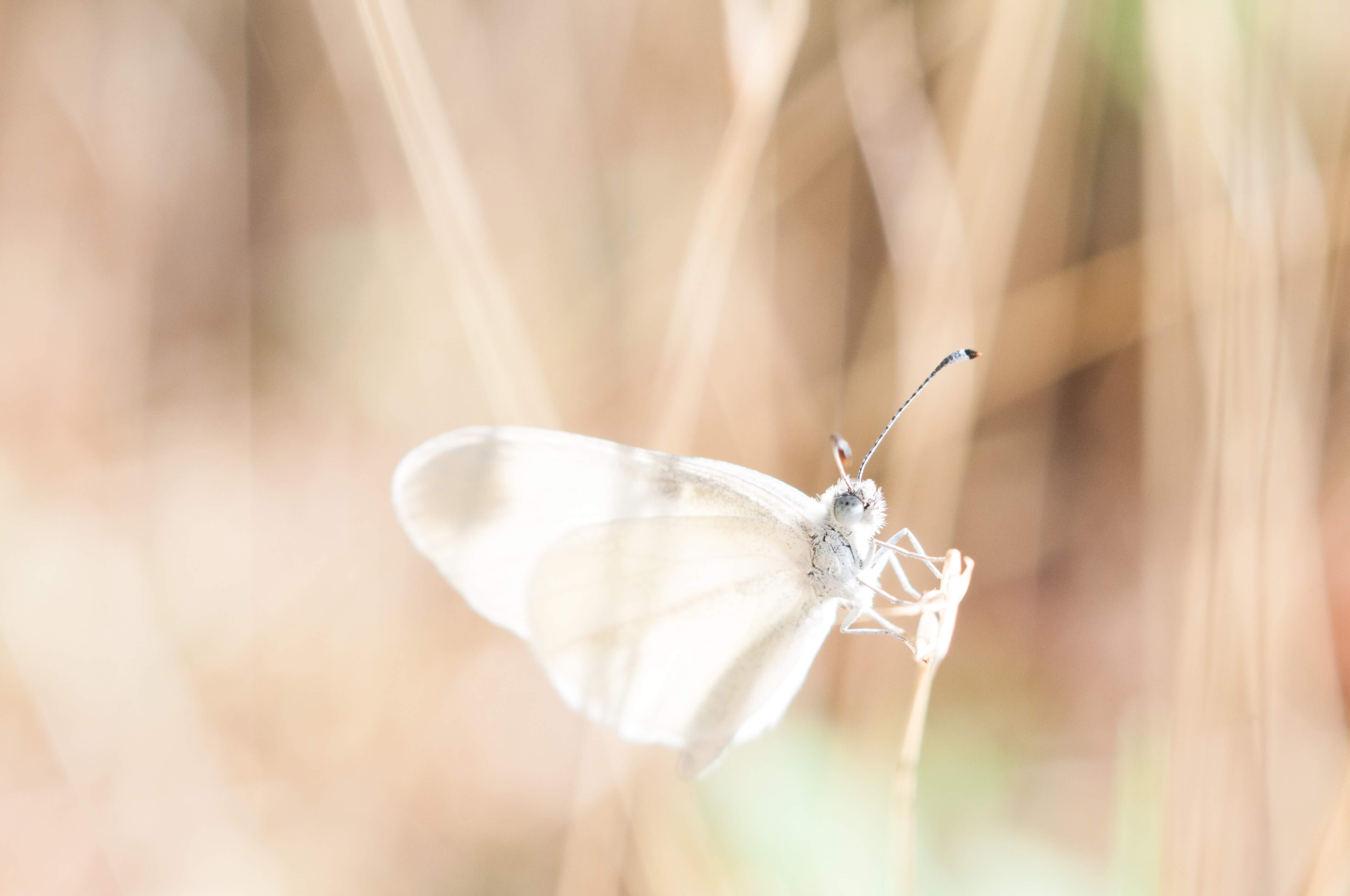 moth moth